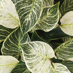 Philodendron Birkin WHITE WAVE monjungle