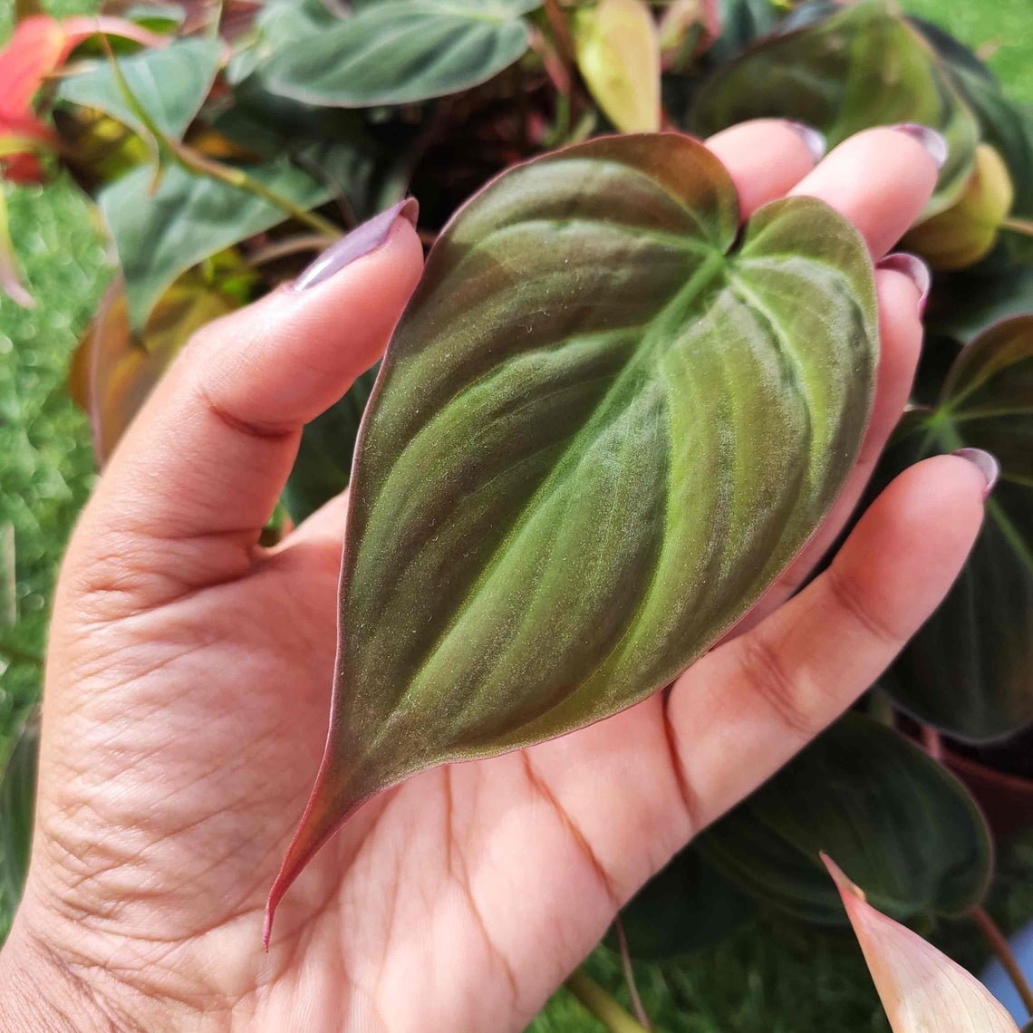 philodendron micans red leaves Philodendron Micans