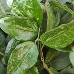 Rare Hoya Parasitica Black Edge - boutures enracinées de hoya Parasitica - Plante d'intérieur porcelain monjungle