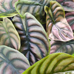 Alocasia- Cuprea RED SECRET S monjungle