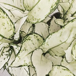 Aglaonema WHITE JOY S monjungle