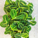 Maranta Lemon Lime Bouture monjungle