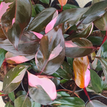 Philodendron Pink Princess monjungle
