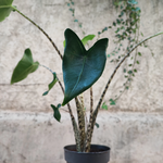 Alocasia Zebrina Tiger ALOCASIA SIBERIAN TIGER monjungle