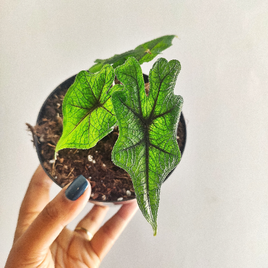 Alocasia TANDURUSA bouture de 4 feuilles - Extrême rare Alocasia jacklyn bouture, plante d'intérieur rare - monjungle
