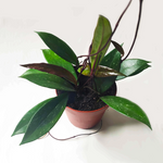 Hoya carnosa pubicalyx monjungle