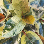 FICUS SHIVEREANA MOONSHINE monjungle