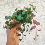 STRING OF COINS- Peperomia Pepperspot plusieurs boutures enracinées en terre- String-of Coins boutures- plante d'intérieur grimpante monjungle