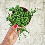 Senecio rowleyanus - String of pearls boutures en terre, plante collier de perles monjungle
