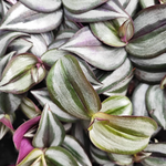 Tradescantia zebrina Purpusii, une bouture bien enracinées en terre monjungle