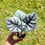 Alocasia SILVER DRAGON monjungle