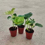 Pothos lot de 3 | Pothos Epipremnum Global Green | Pothos Manjula | Scindapsus N-Joy monjungle