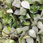 Rare Hoya krohniana Eskimo- Rare et exotique hoya krohniana Eskimo Silver monjungle