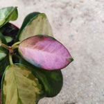 Hoya Australis Lisa monjungle