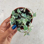 Ceropegia Linearis Merel Variegata monjungle