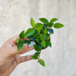 Peperomia STRIPES monjungle