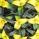 Rare Sansevieria 'Star Canary'- Plante d'intérieur de SANSEVIERIA- Plante rare d'intérieur monjungle