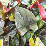 Syngonium Erythrophyllum "Llano Carti RD" monjungle