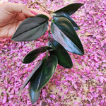 Scindapsus TREUBII DARK FORM - Rare Scindapsus Black 5 feuilles - Rare scindapsus pothos noir monjungle