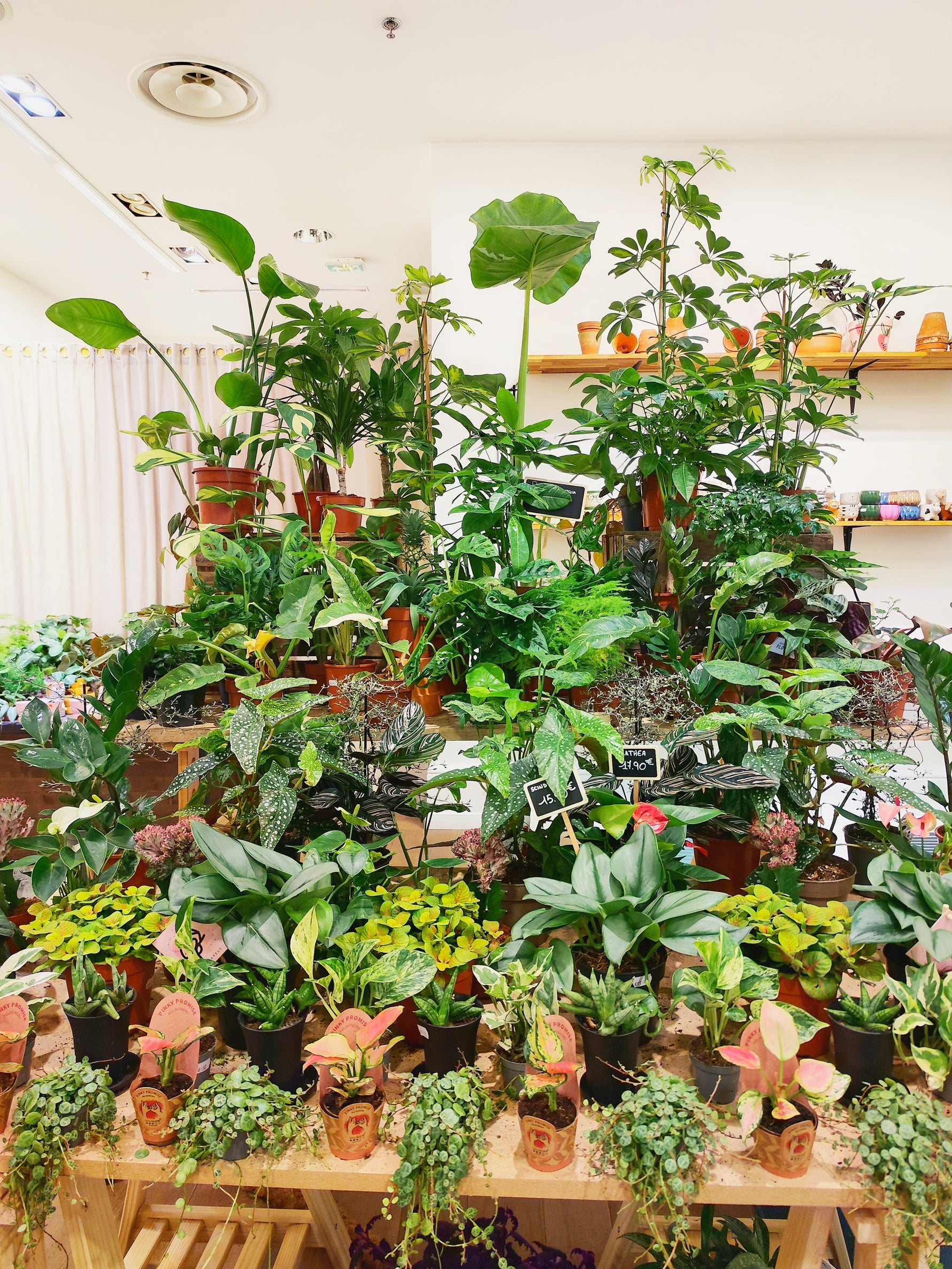 MonJungle- Showroom Plantes de Collection à Aix-en-Provence