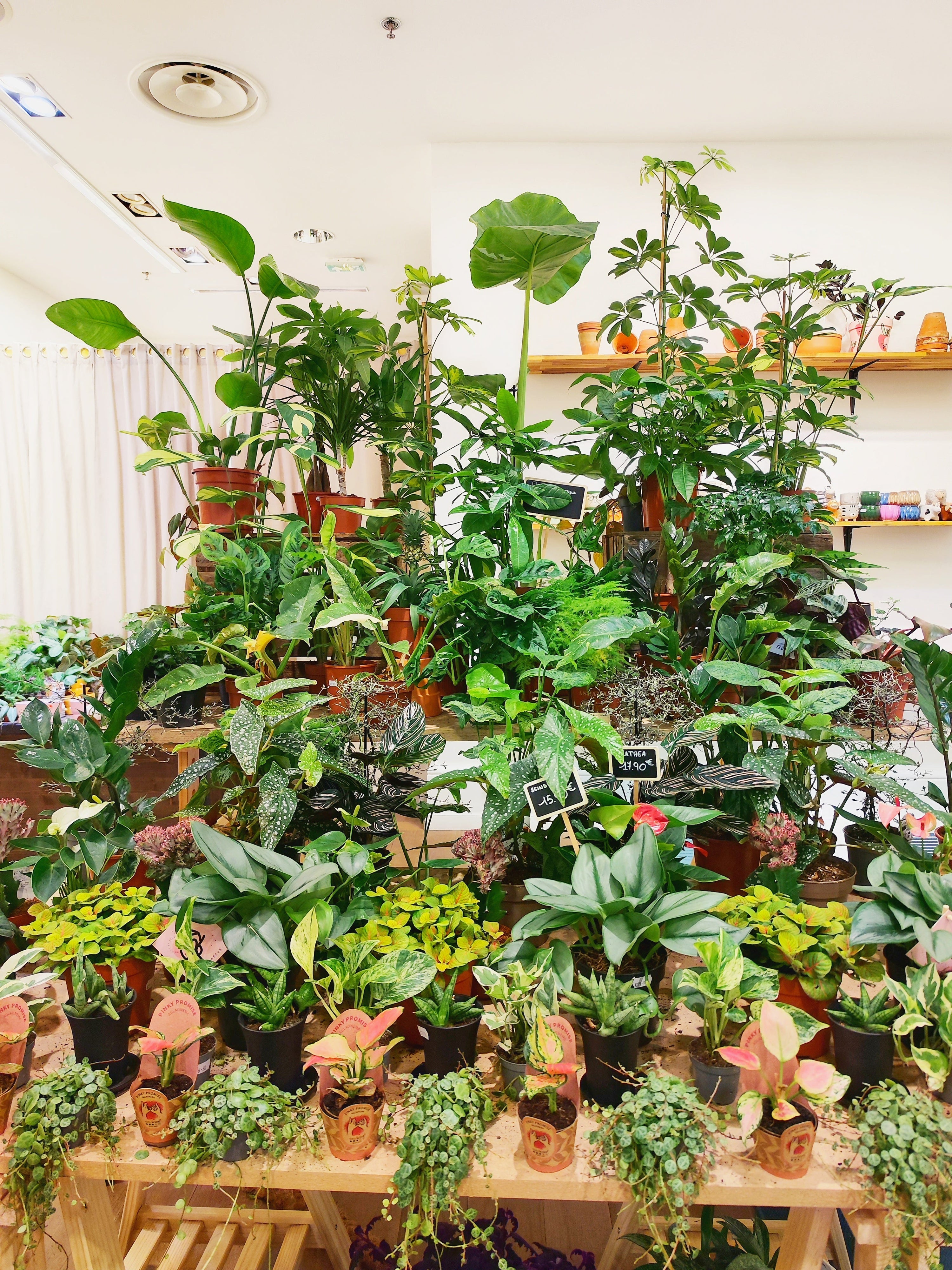 MonJungle- Showroom Plantes de Collection à Aix-en-Provence