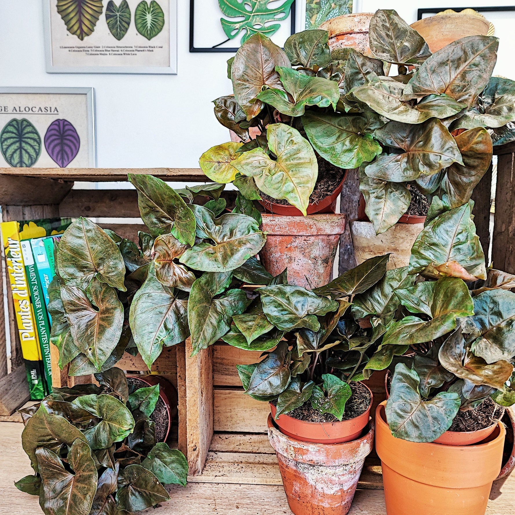 Entretien Syngonium Brocante Dark