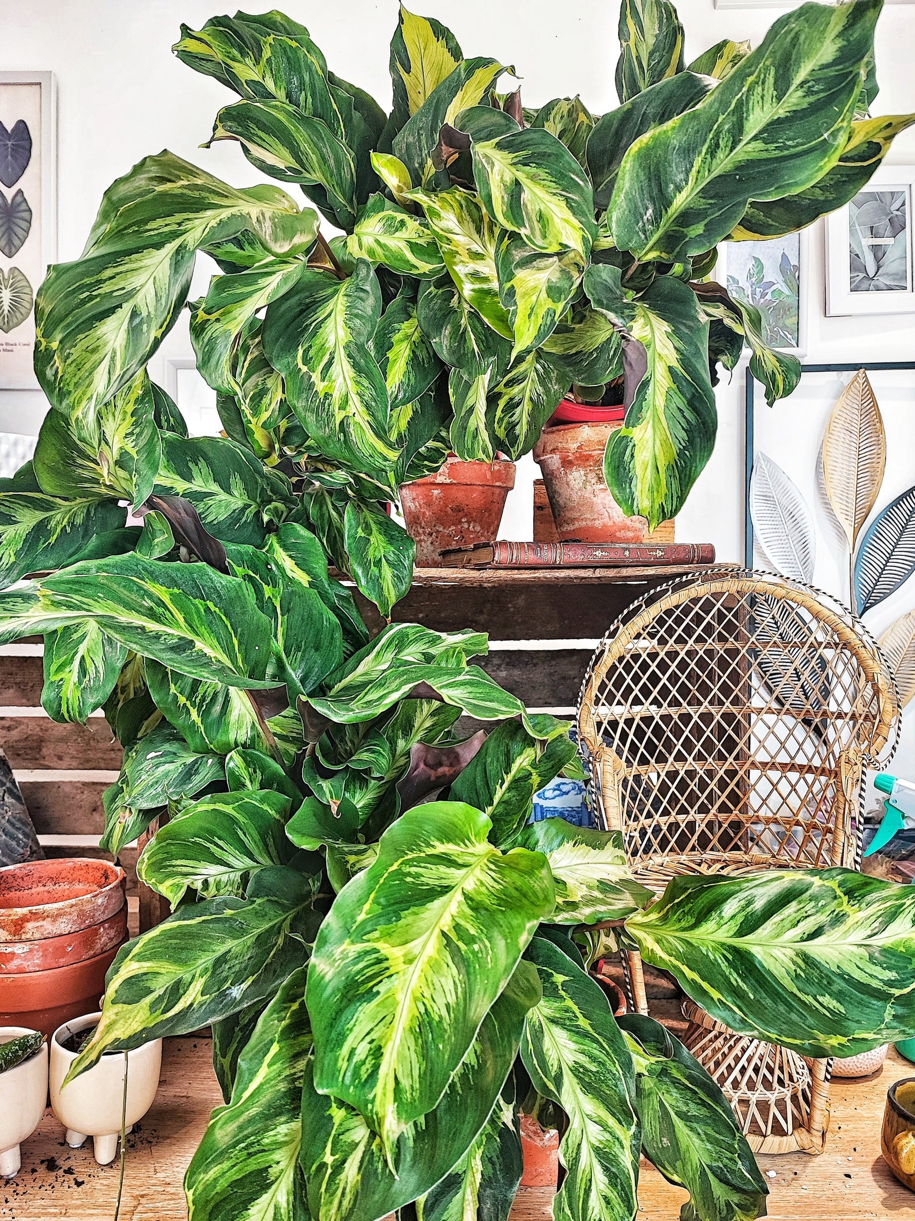 Plantes dépolluantes : Améliore l’air de ton intérieur facilement