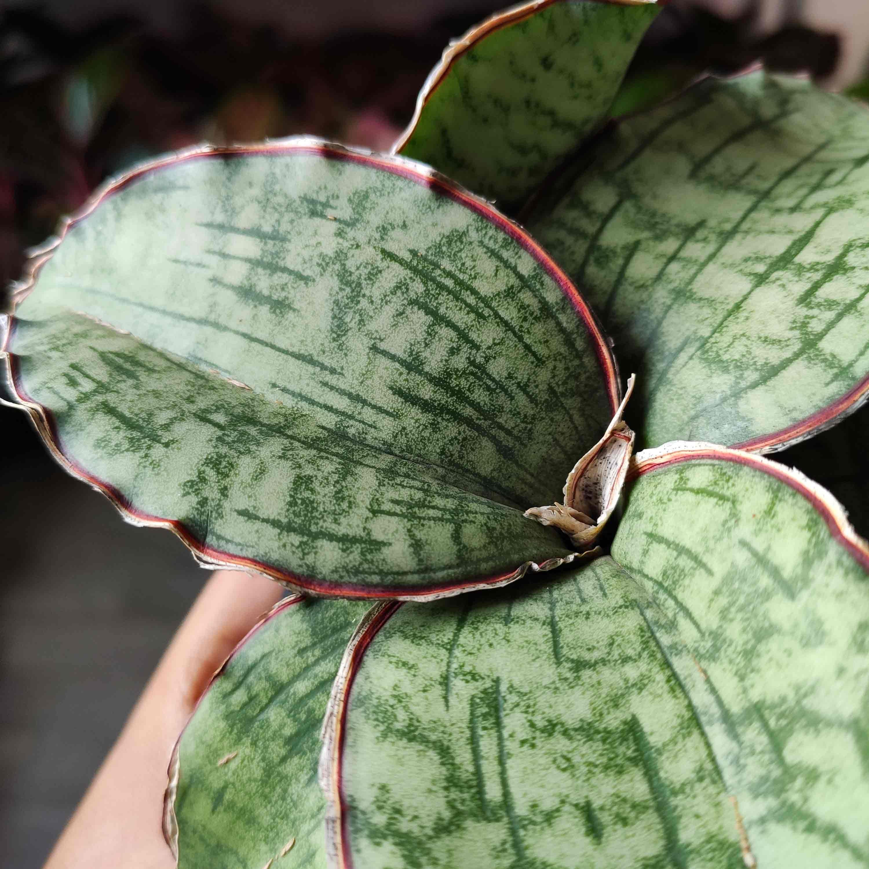 Sansevieria Star Green Granite