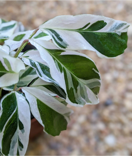 Calathea white fusion bouture