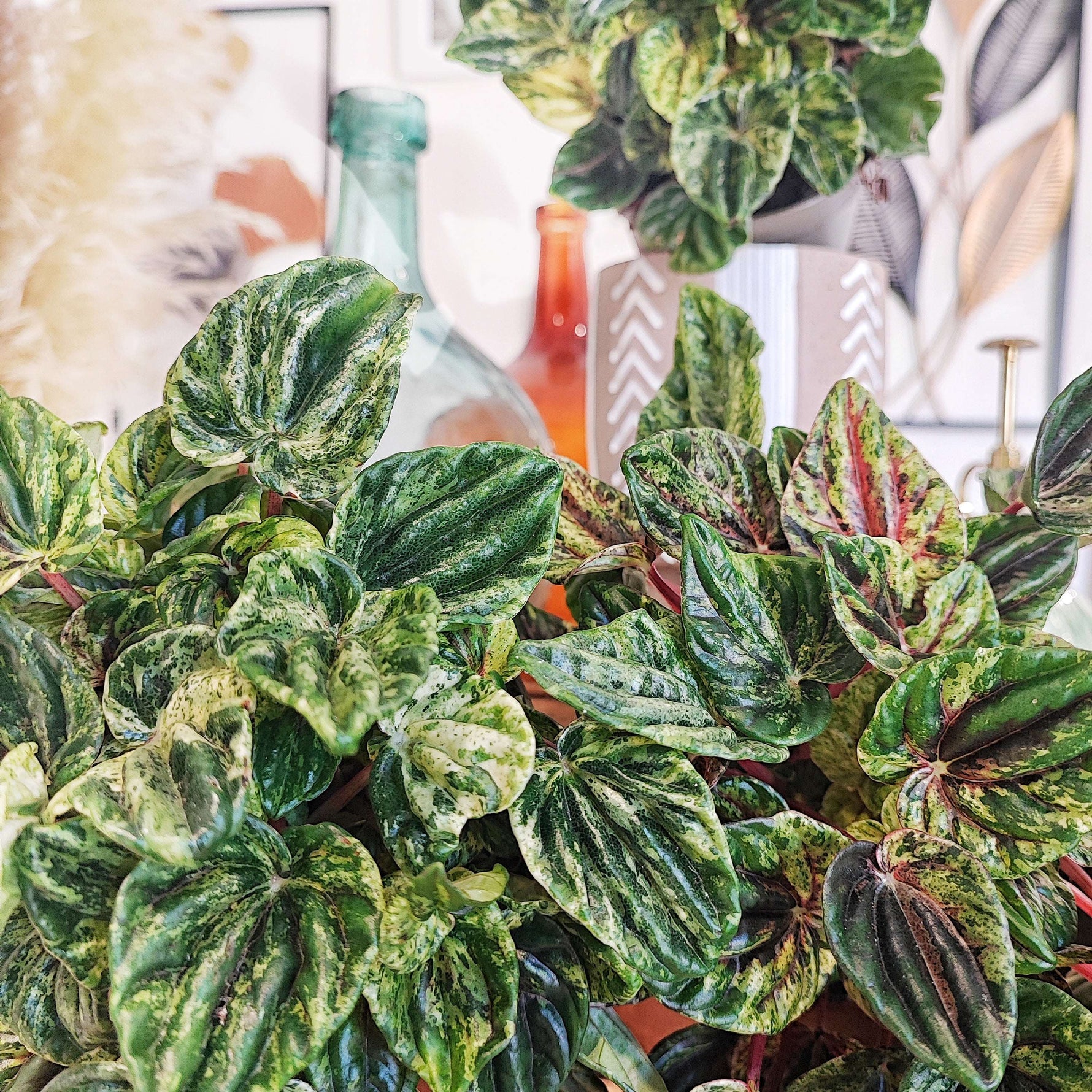 Peperomia Buenos Aires boutures