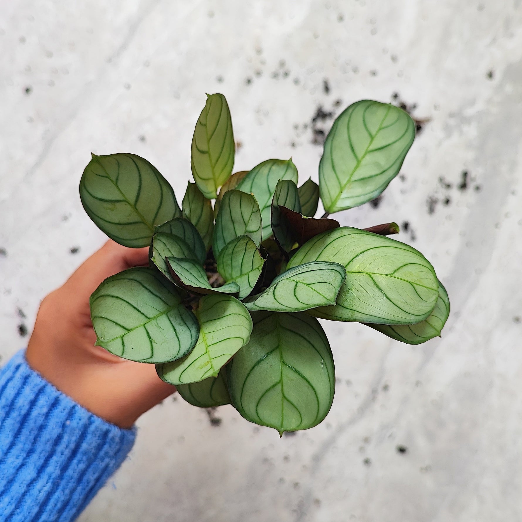 Ctenanthe Amagris Mint