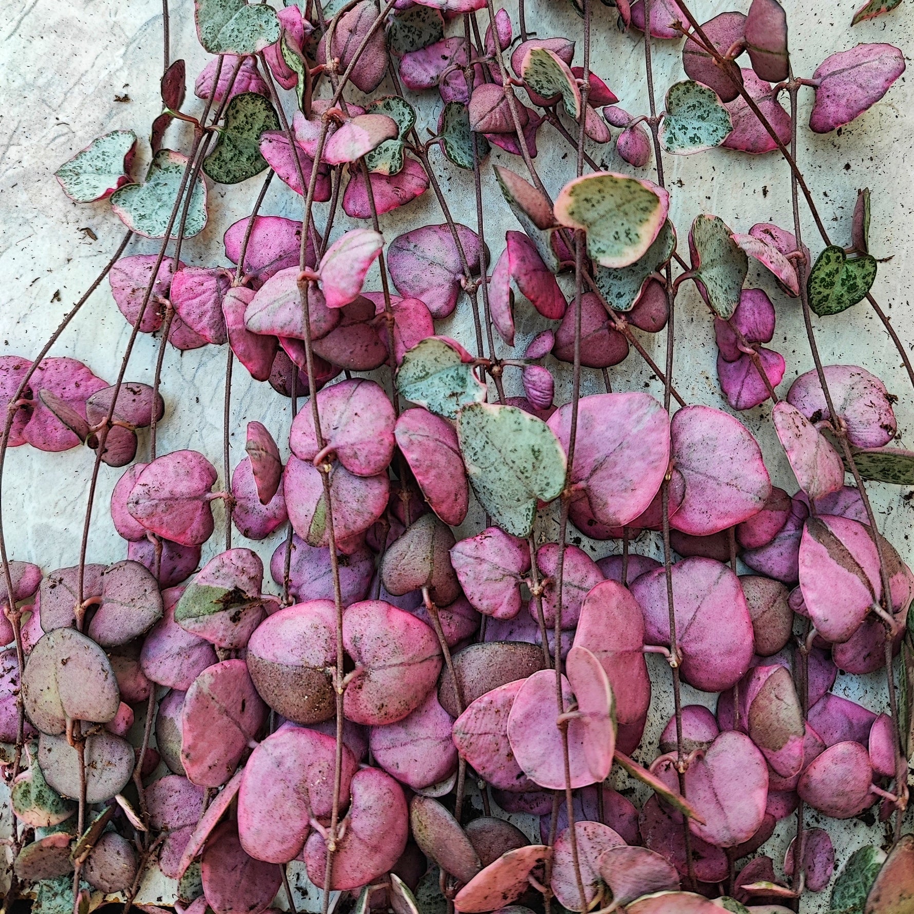 Comment prendre soin de Ceropegia Woodii : Le guide ultime