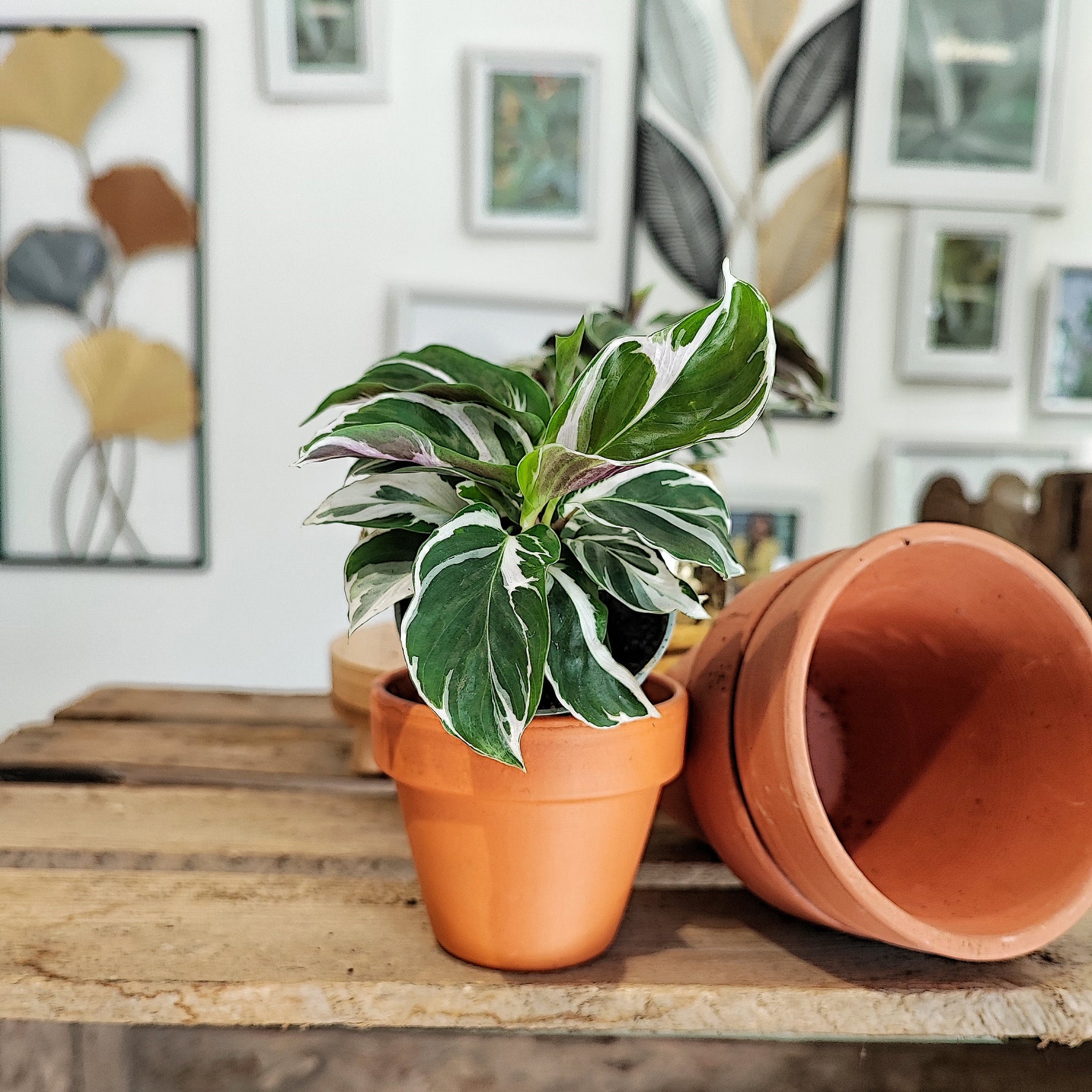 Calathea WHITE MIRACLE