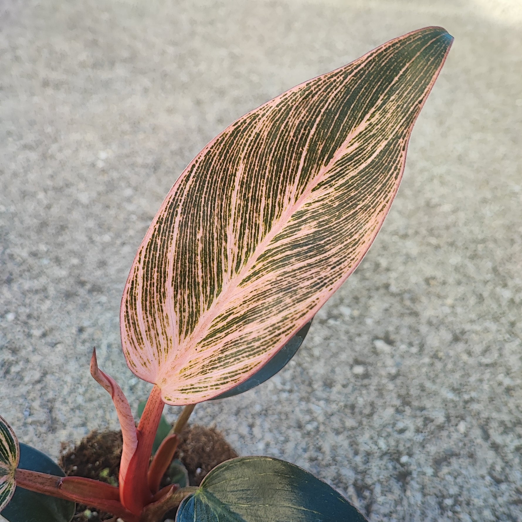 🌿 Philodendron Pink Birkin : Guide Complet d’Entretien pour une Plante Élégante