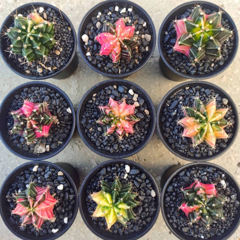 10 Façons d'Embellir ton Intérieur avec des plantes