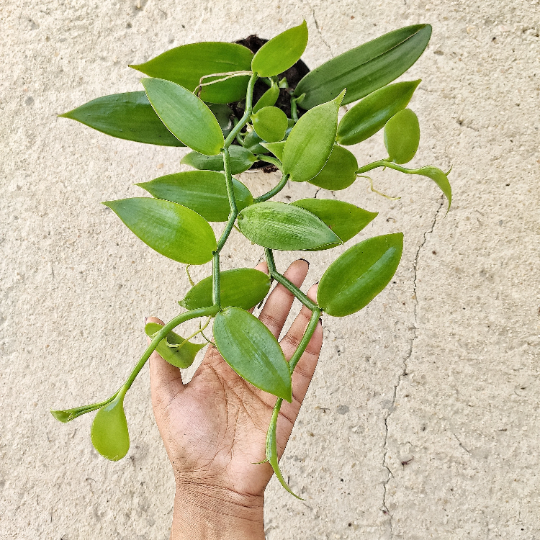 Vanilla Planifolia