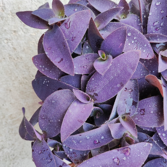 Entretien Tradescantia Purple Heart : guide facile