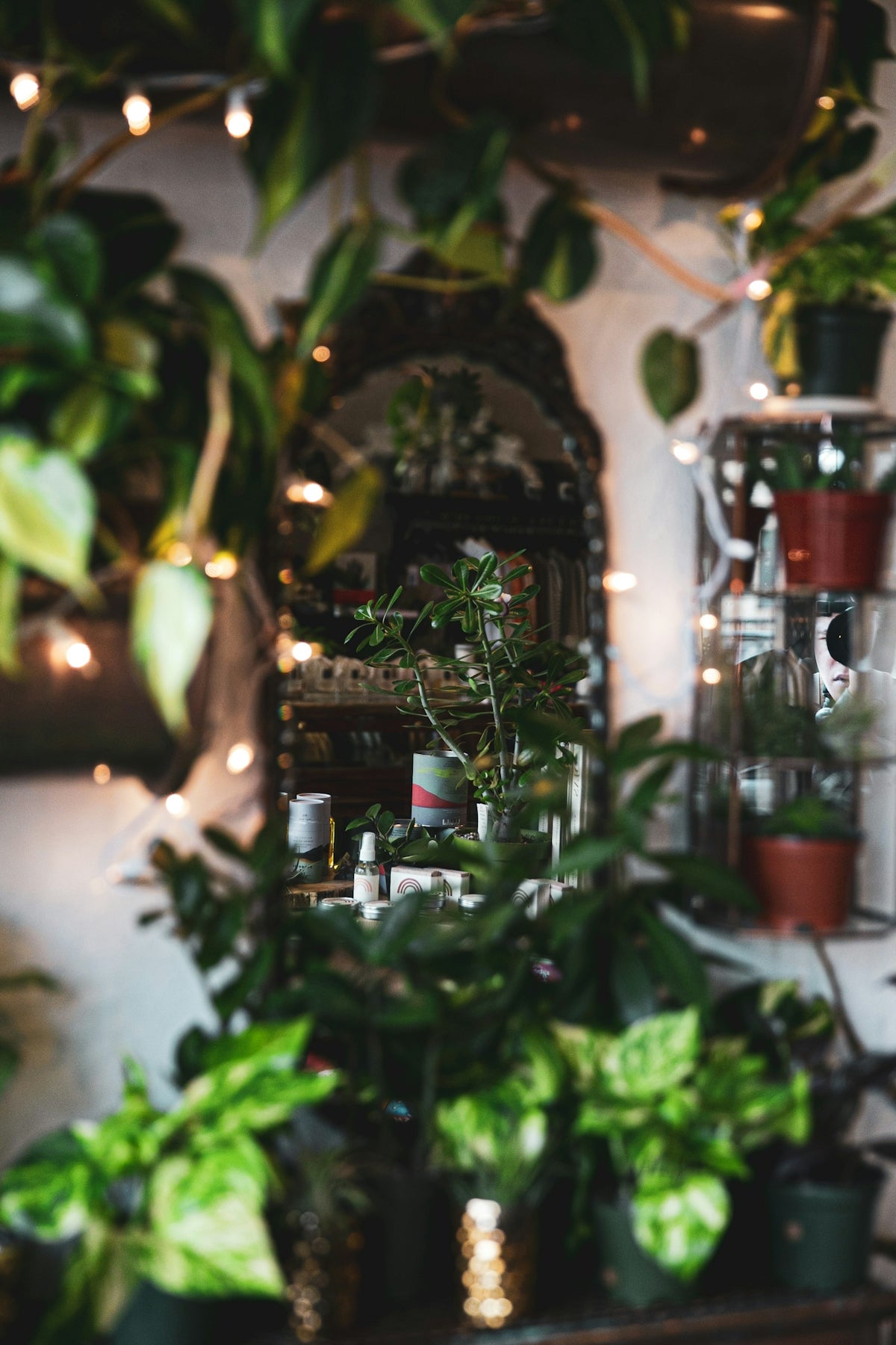 room with green leaf plants