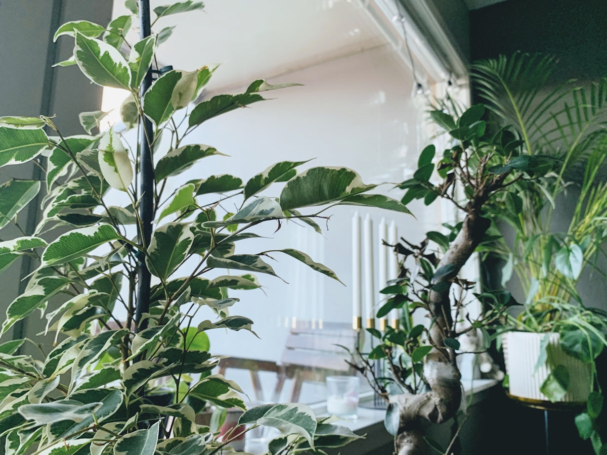 green plant in white pot