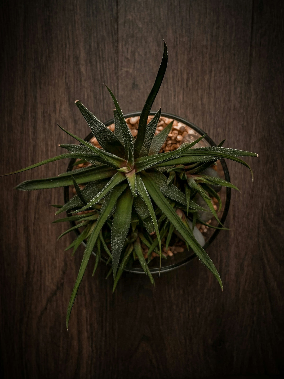 green and yellow pineapple on brown wooden table