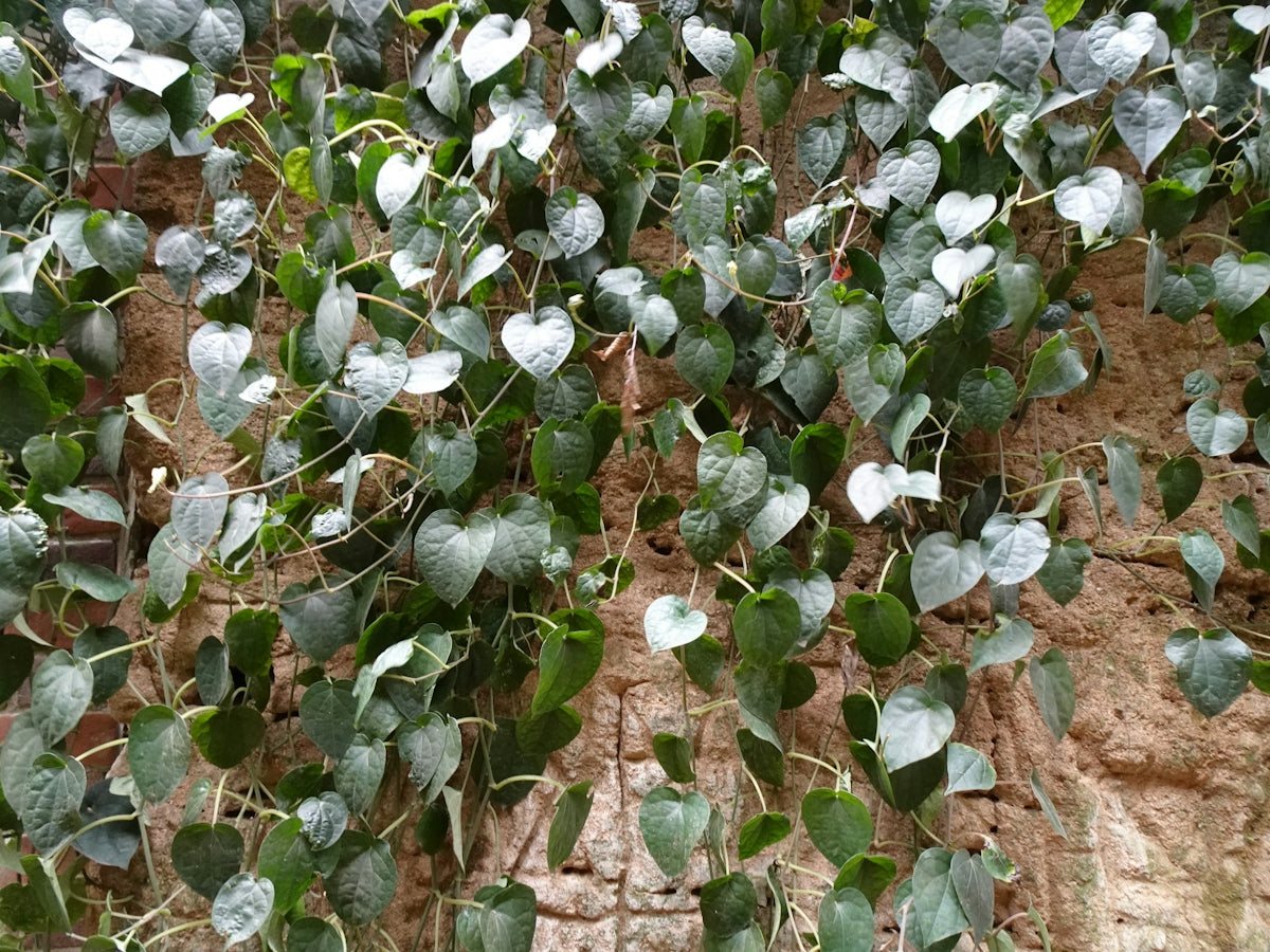 green and white plant on brown soil