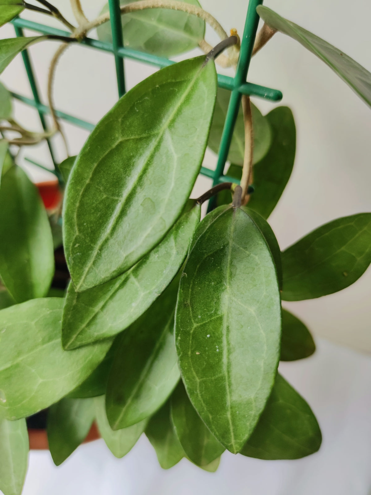 green leaves in close up photography