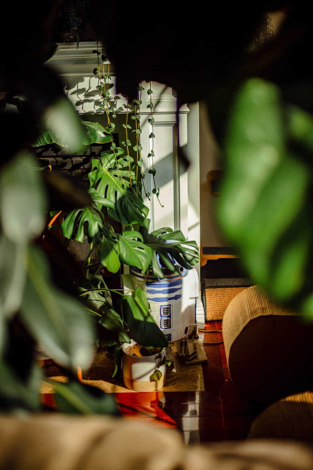 a potted plant sitting next to a window