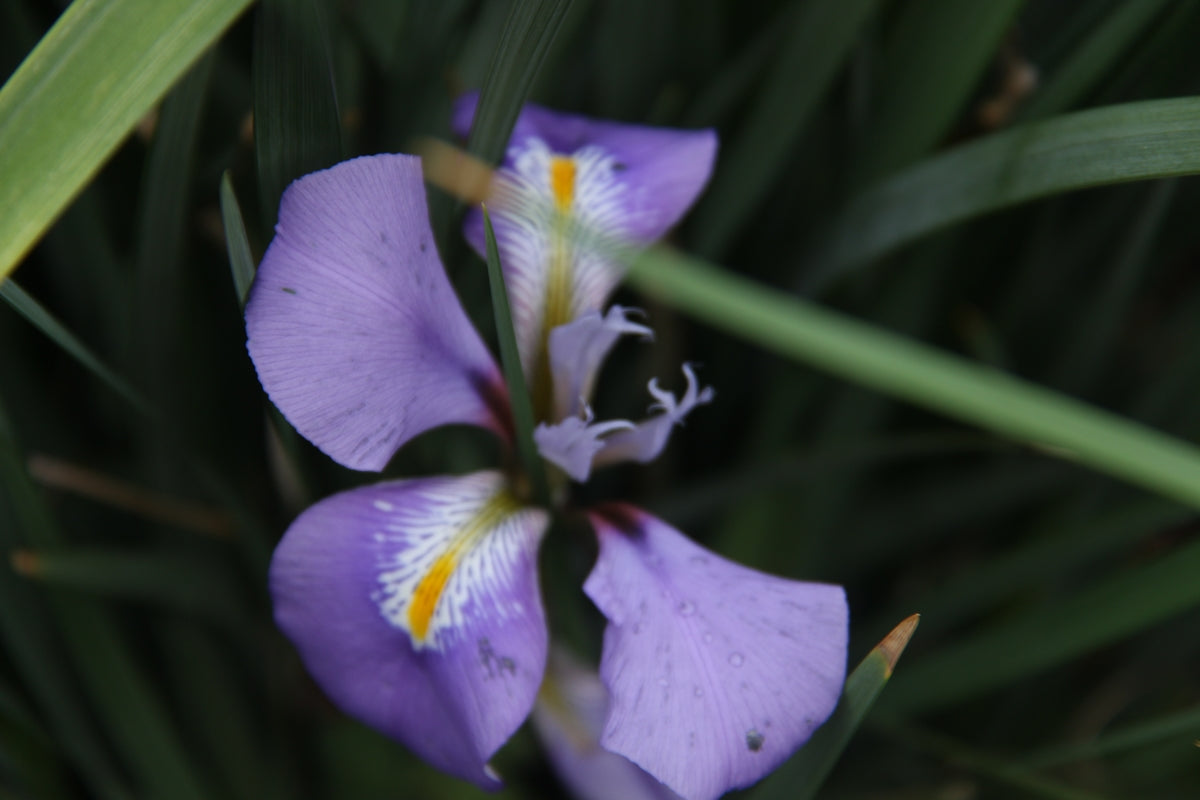 a close up of a purple flower with green leaves
