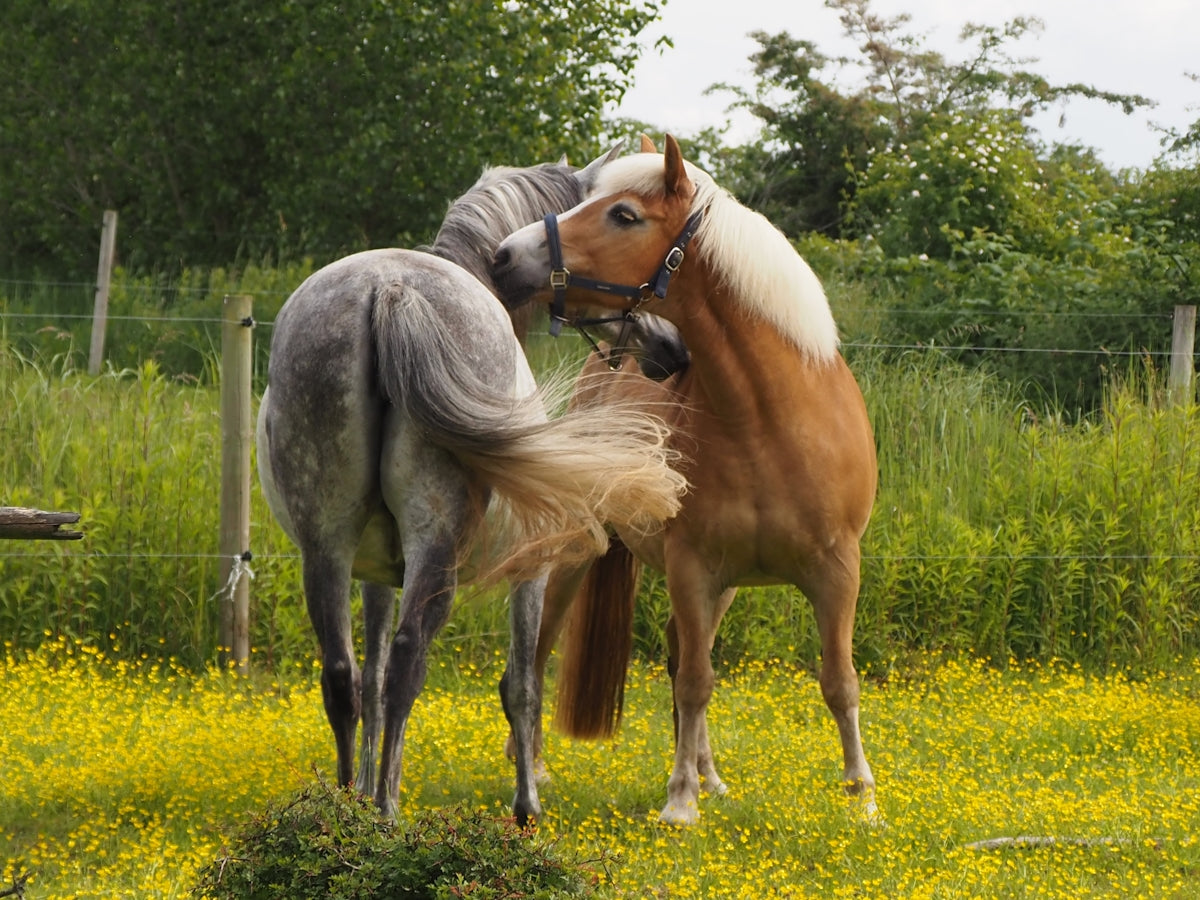 A couple of horses standing on top of a lush green field