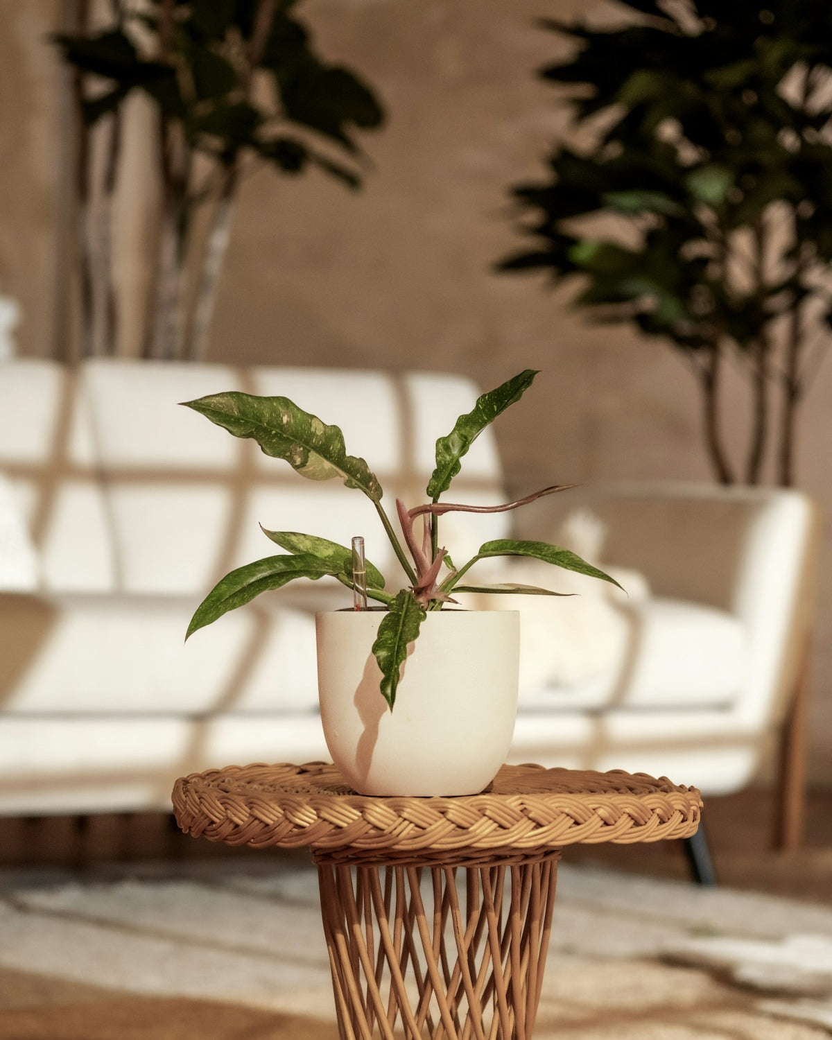 A table with a potted plant on top of it