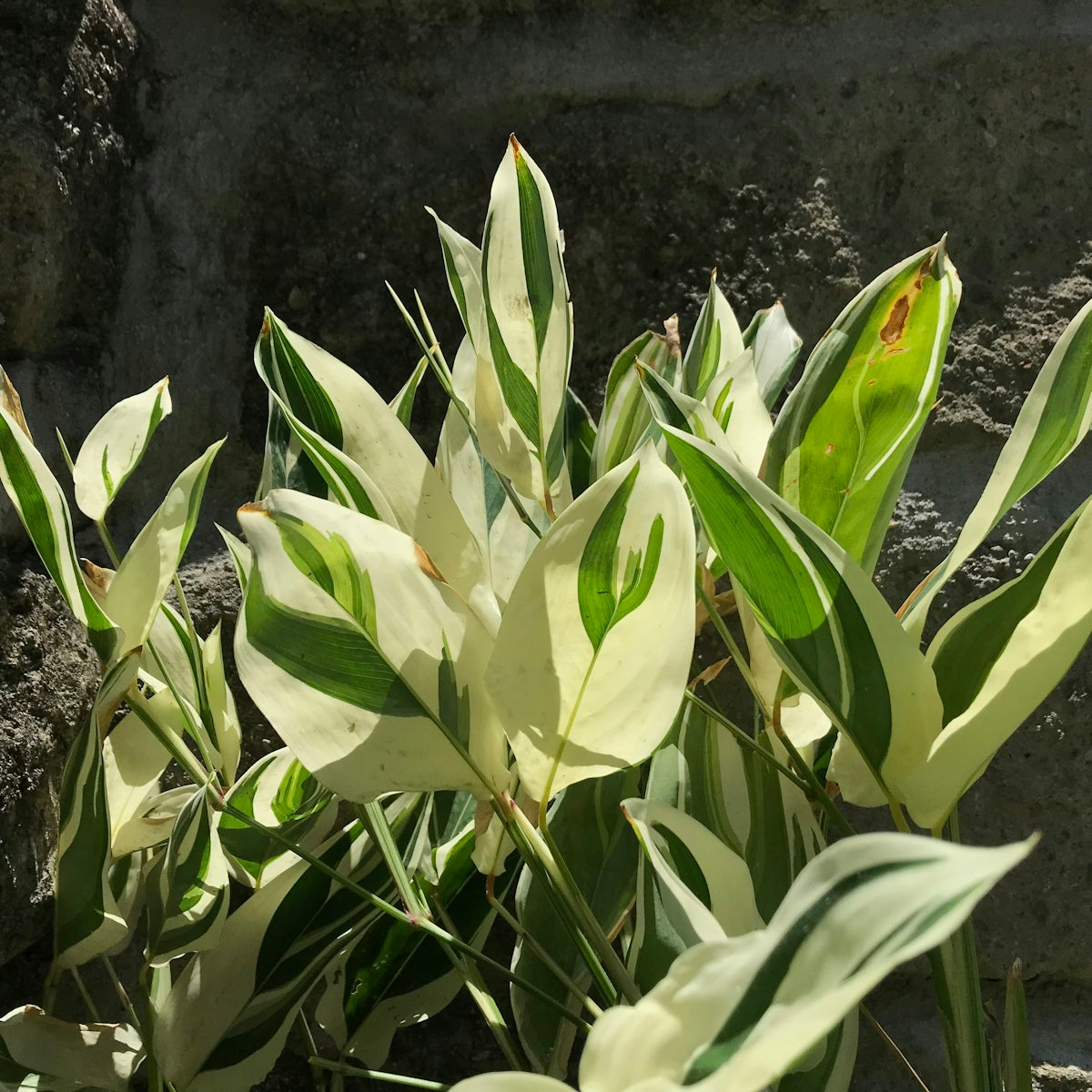 Variegated leaves of a plant against stone wall