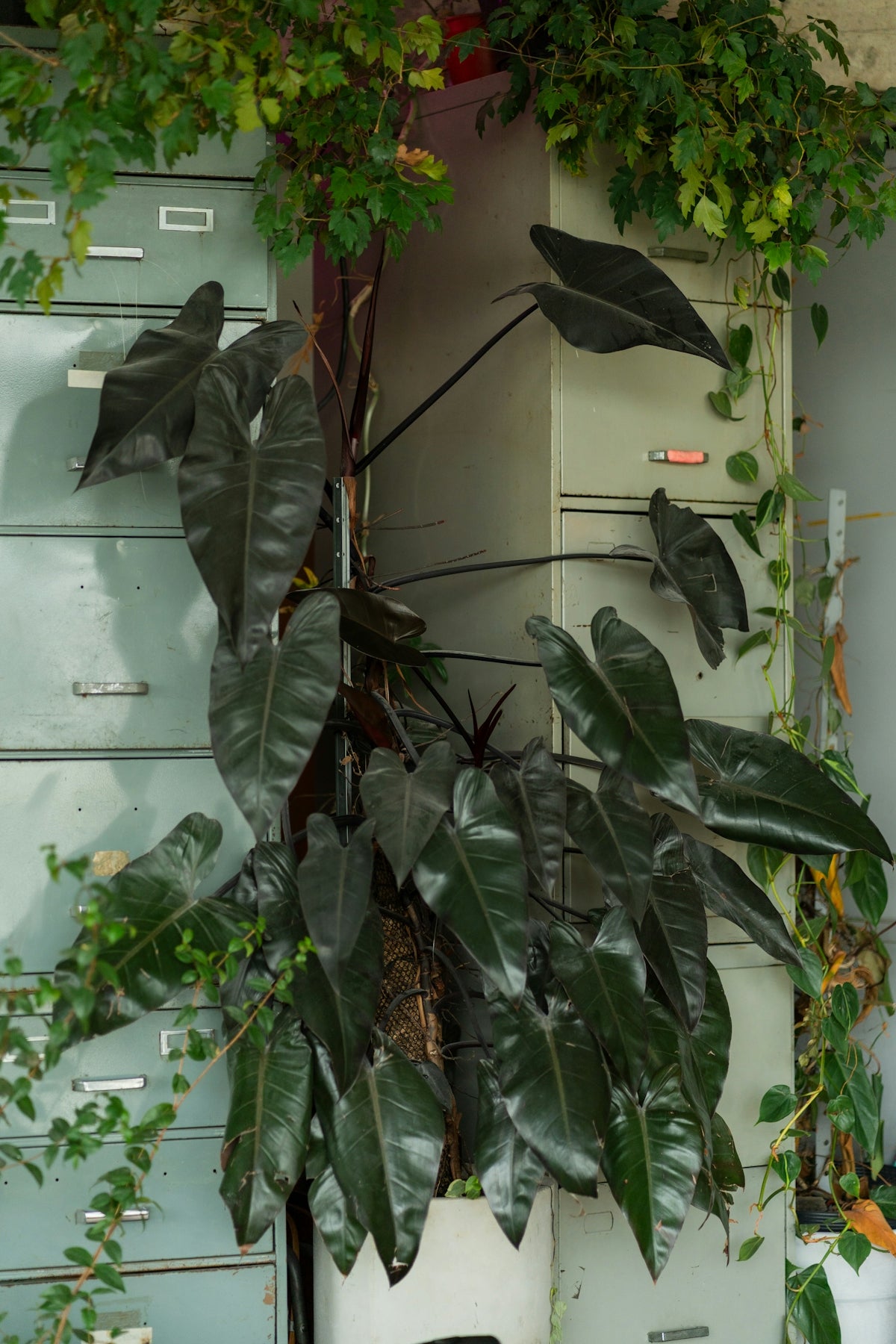 A plant grows against a filing cabinet.