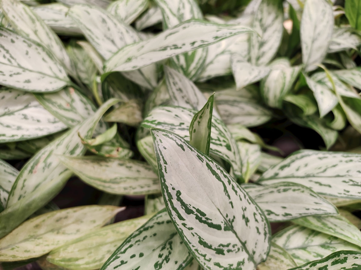 A lush aglaonema silver queen plant.