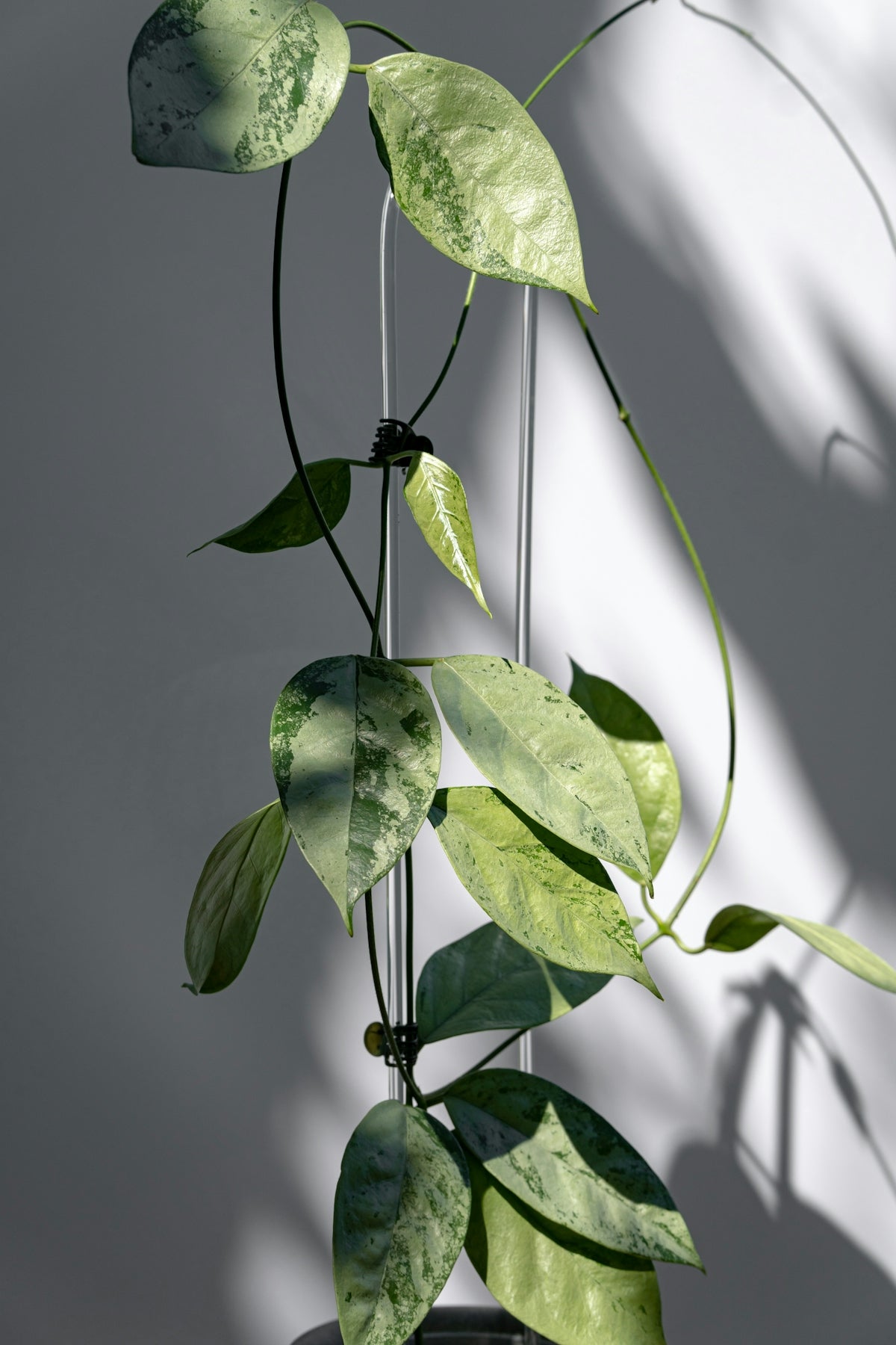 A hoya plant climbs a support.